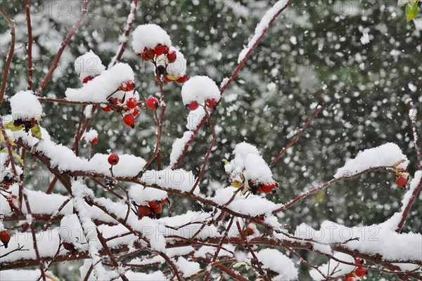 Rosehips in winter with snow