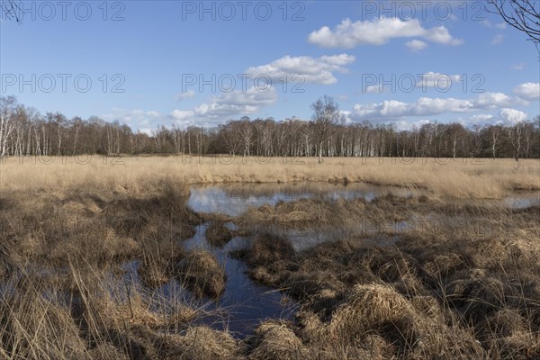 Water reflection from the blue sky on the wet meadows in the Professormoor in the Duvenstedter Brook nature reserve