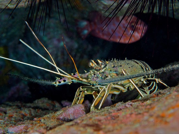 Brown spiny crayfish