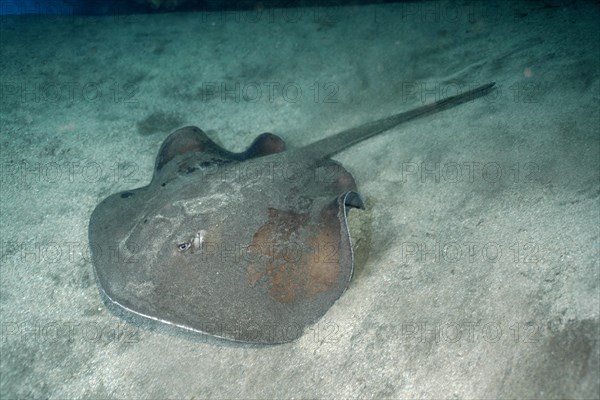 Round stingray