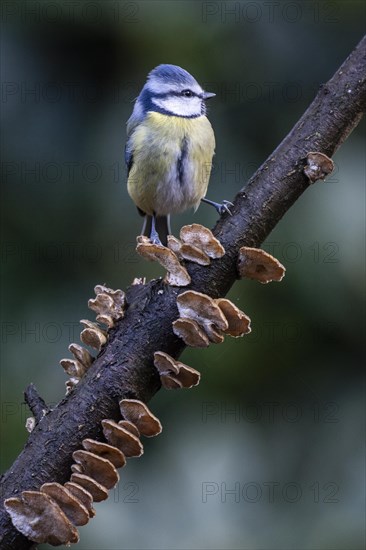 Blue Tit