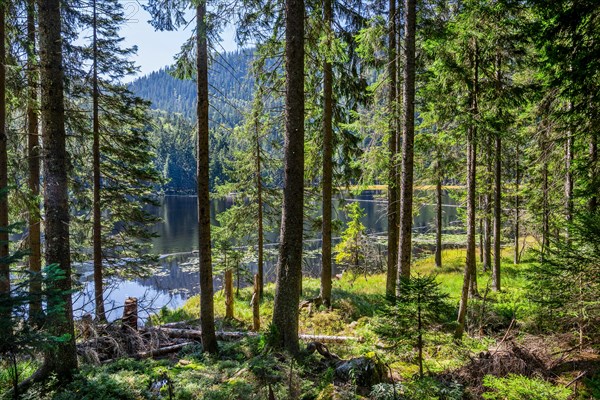 Nature reserve Grosser Arbersee with lake wall 1340m