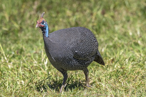 Helmeted guineafowls