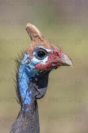 Helmeted guineafowls