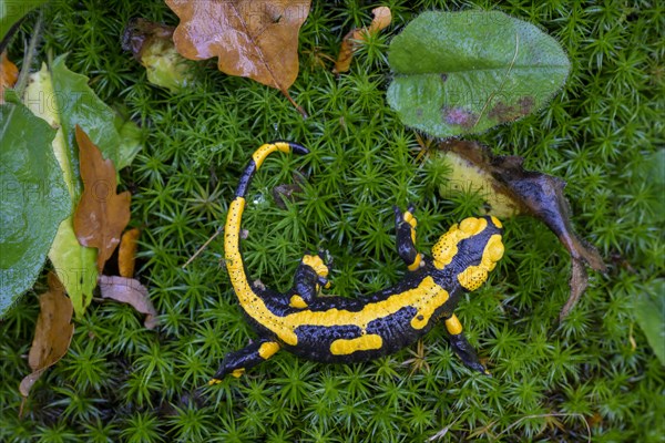 Fire salamander