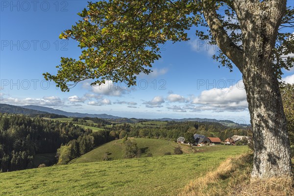 Hilly landscape with meadows and farms in the southern Black Forest near St. Maergen