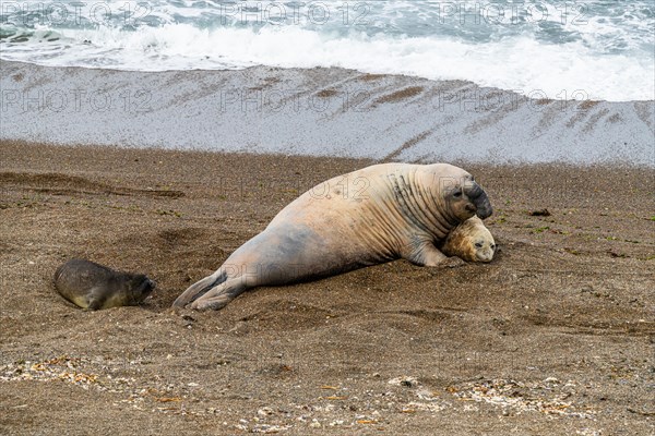 Southern elephant seals