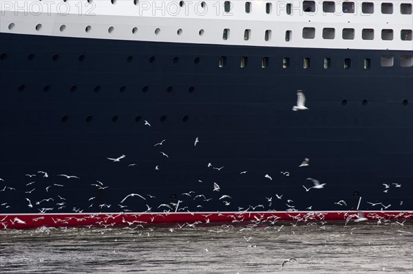 Flock of seagulls looking for food in front of a cruise ship