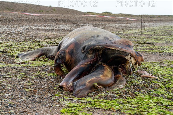 Southern right whale