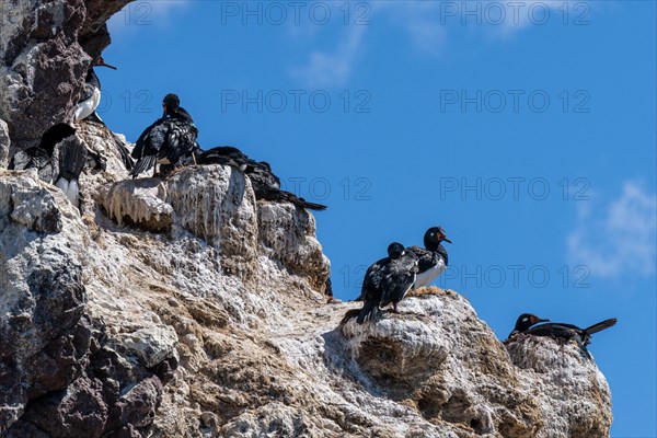 Magellanic cormorants