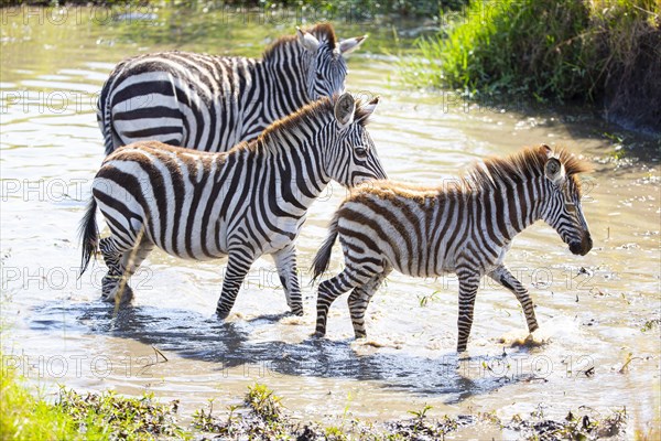 Plains zebra