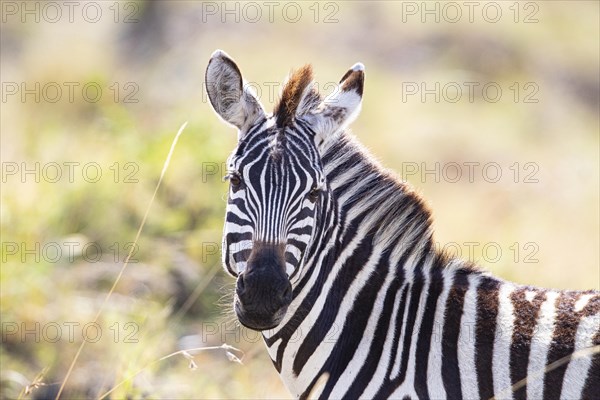 Plains zebra