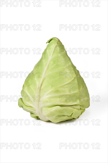 Pointed cabbage on white background