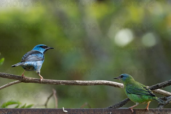 Male and Female Blue Dacnis