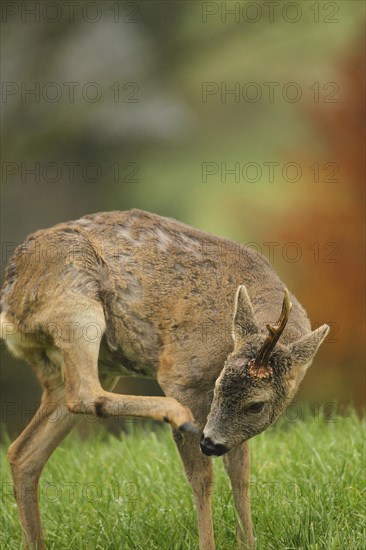 European roe deer