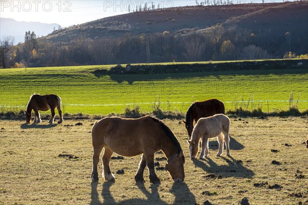 Breeding of horses for meat consumption in the Cerdanya region in the province of Gerona in Catalonia in Spain