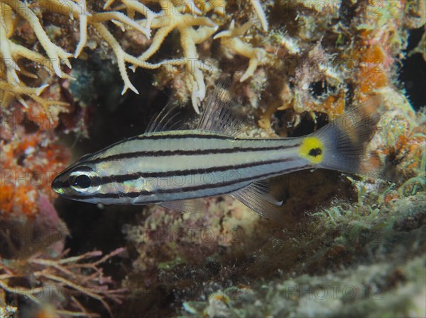 Five-striped cardinalfish