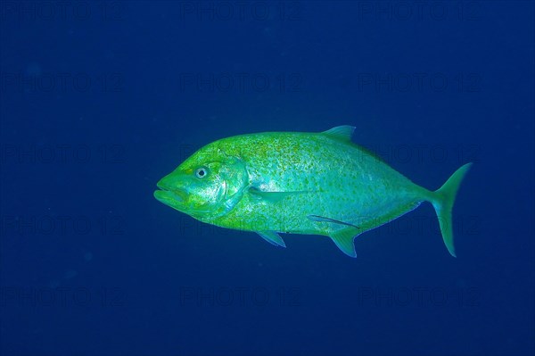 Lemon jack mackerel