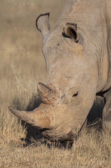 White rhinoceros