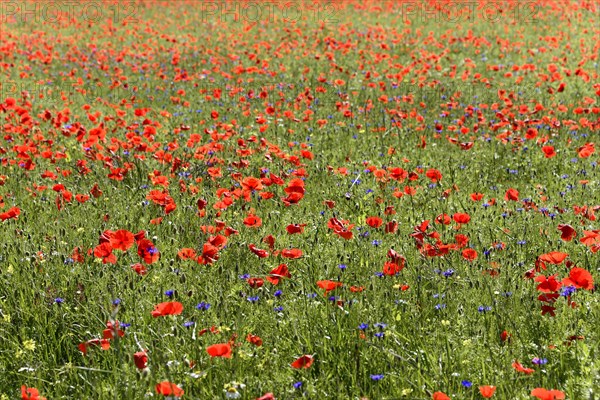 Poppy flowers