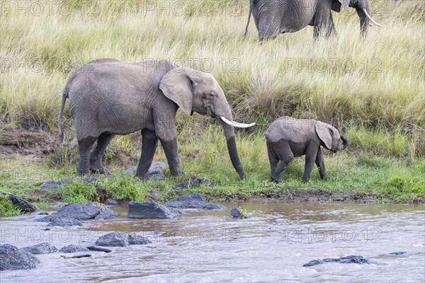 African elephant
