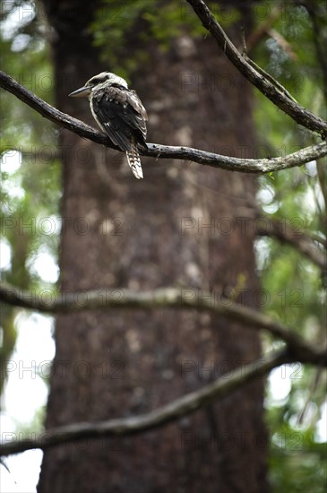 Kookaburra