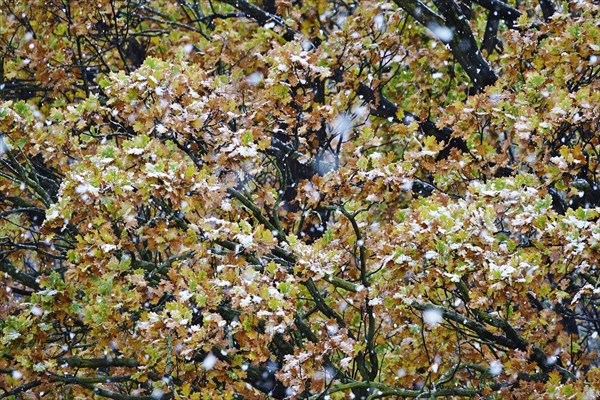 Forest in winter with snow