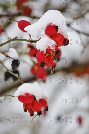 Rosehips in winter with snow