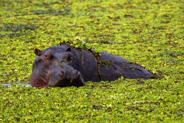 Hippopotamus