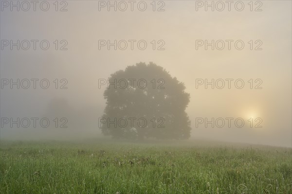 Oak tree