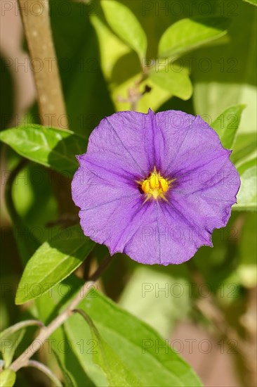 Blue blue potato bush