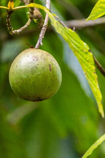 Calabash tree fruit