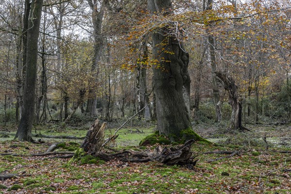 Hutewald forest in autumn