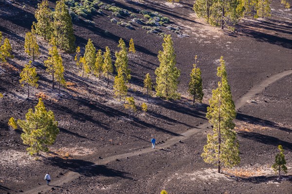 Canary Island pines