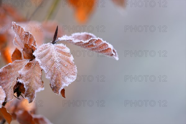 Brown leaves of a copper beech