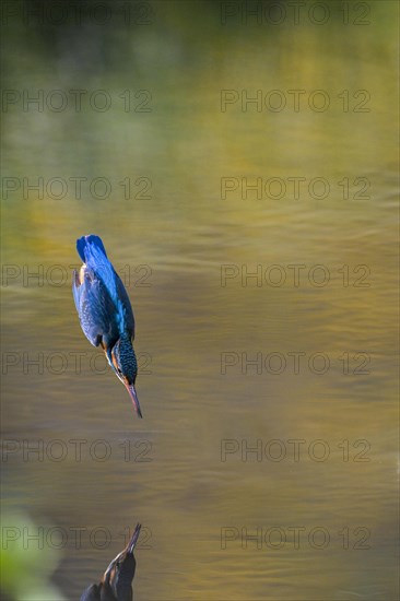 Common kingfisher