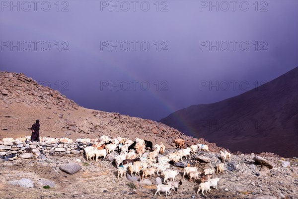 A shepherd with his Changthangi or Changpa