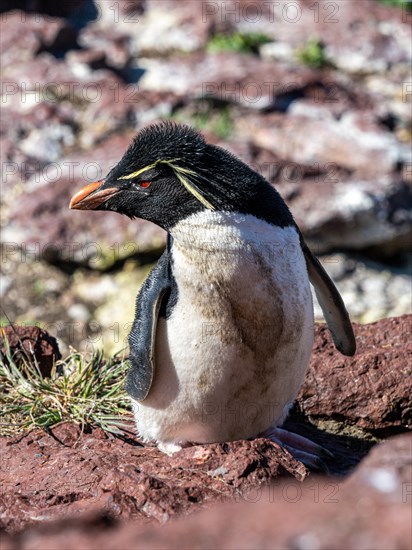 Southern rockhopper penguin