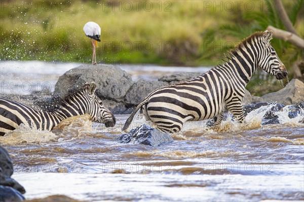 Plains zebra