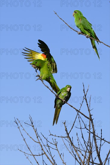 Flying White-eyed Parakeet