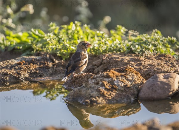 Hawfinch