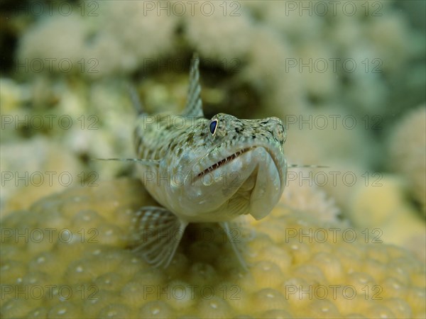 Variegated lizardfish