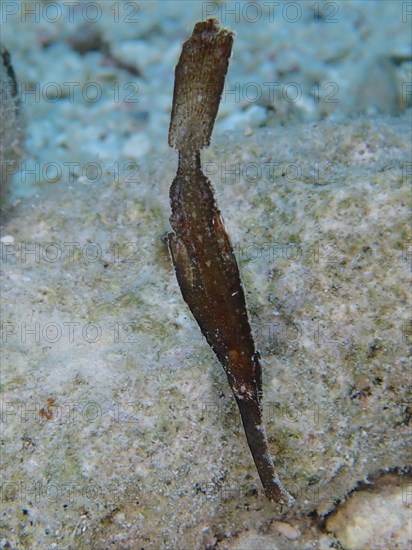 Robust ghost pipefish