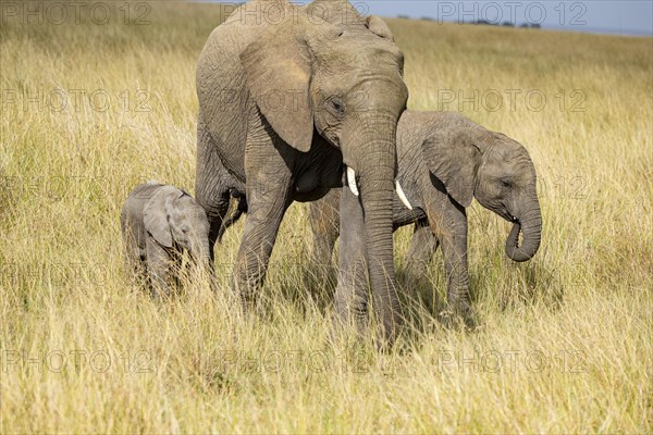 African elephant