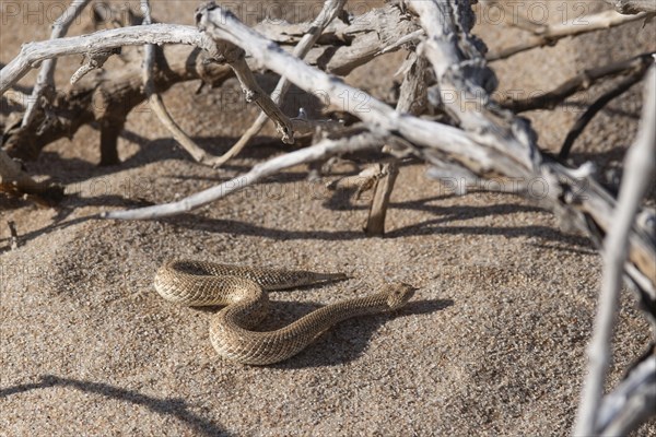 Dwarf puff adder