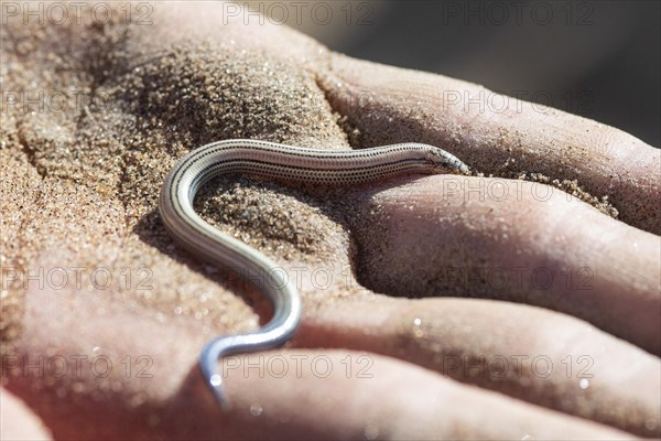 Fitzsimmons' burrowing skink