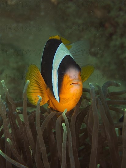 Allard's clownfish