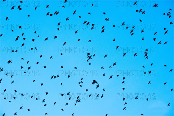 A flock of starlings or common starlings