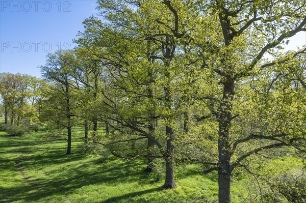 English oaks