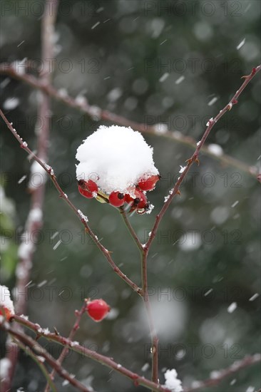 Rosehips in winter with snow